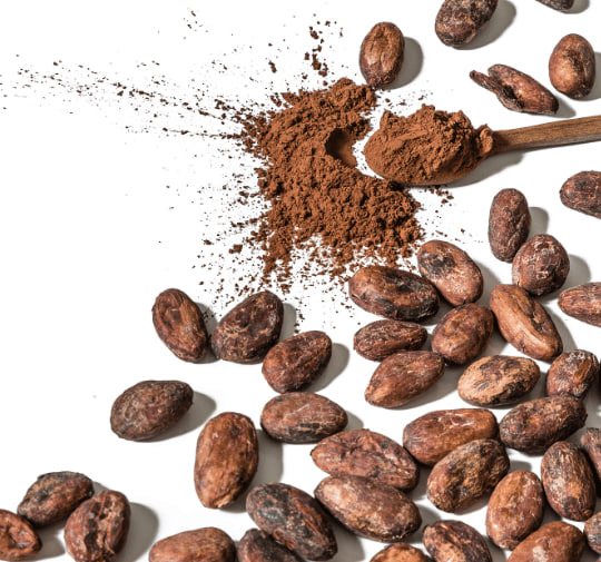 Cocoa Bean and Powder